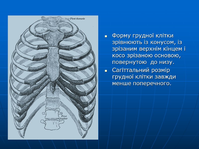 Форму грудної клітки зрівнюють із конусом, із зрізаним верхнім кінцем і косо зрізаною основою,